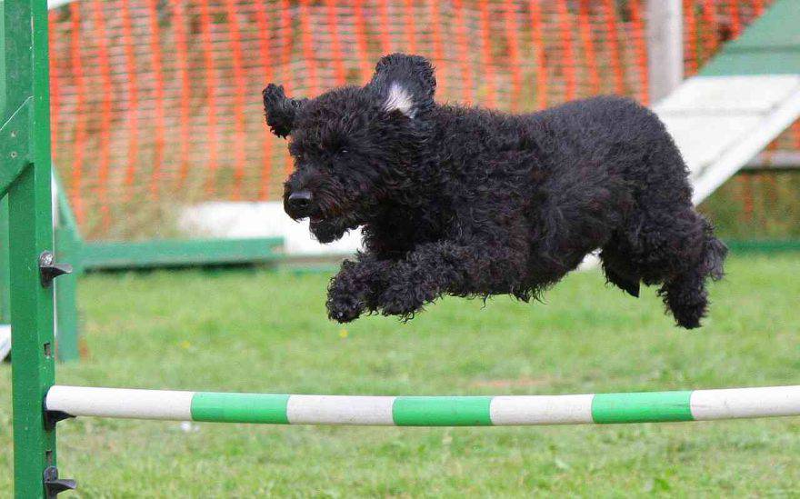 Percorso Agility Dog