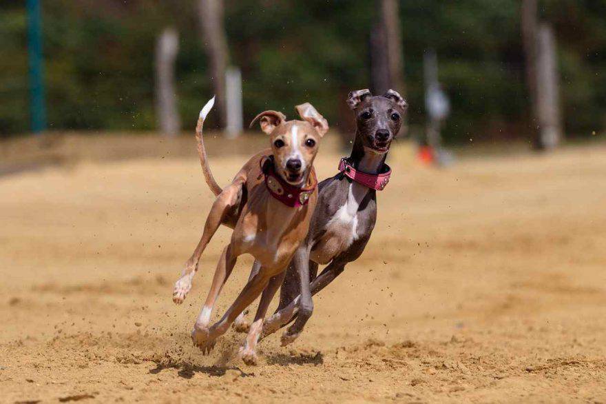 Percorso Agility Dog 