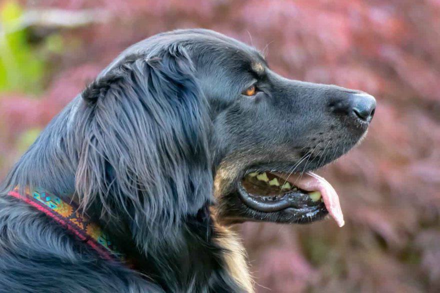 pelo cane cambia colore