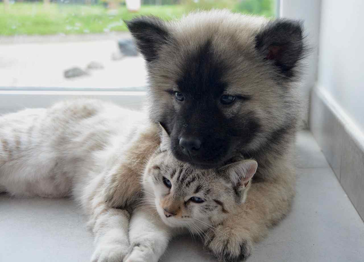 Se In Casa Di Un Cane Adulto Arriva Un Gatto Cucciolo Ecco Come Fare