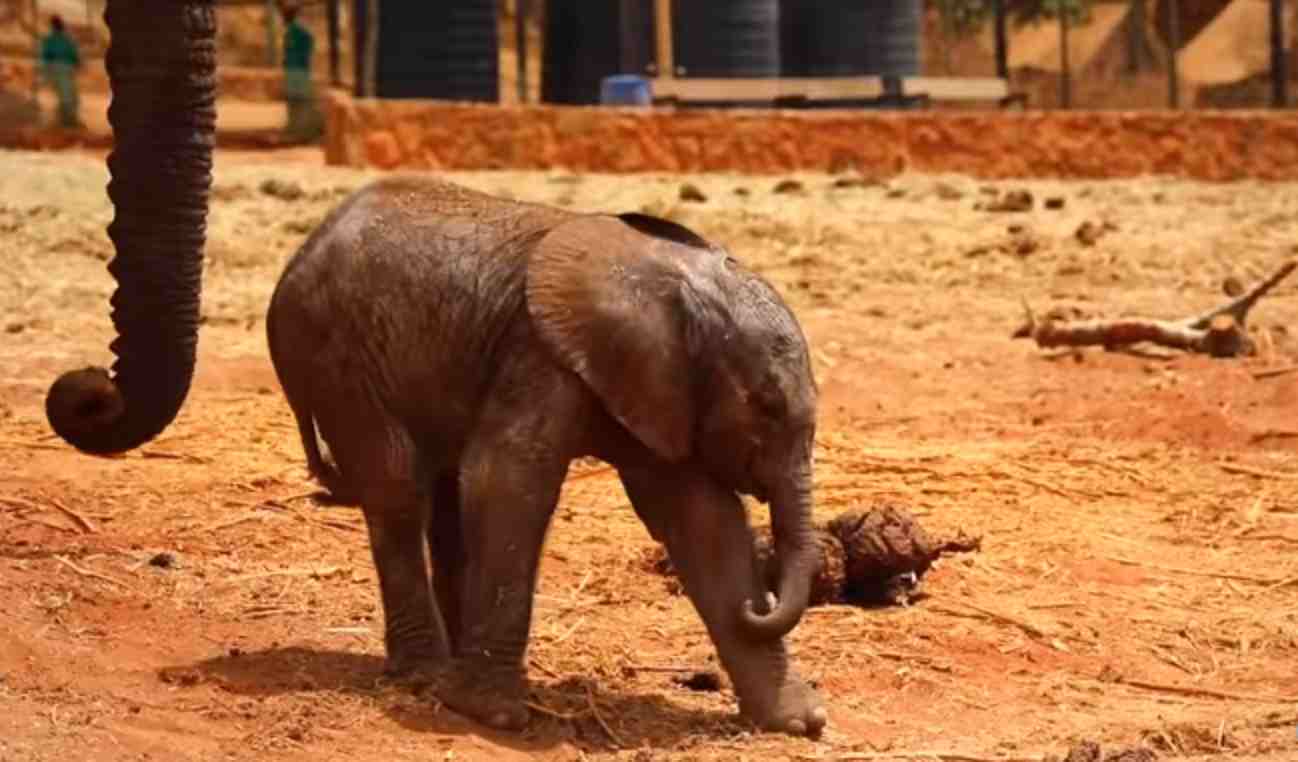 Elefante Porta Il Suo Cucciolo A Salutare I Suoi Soccorritori