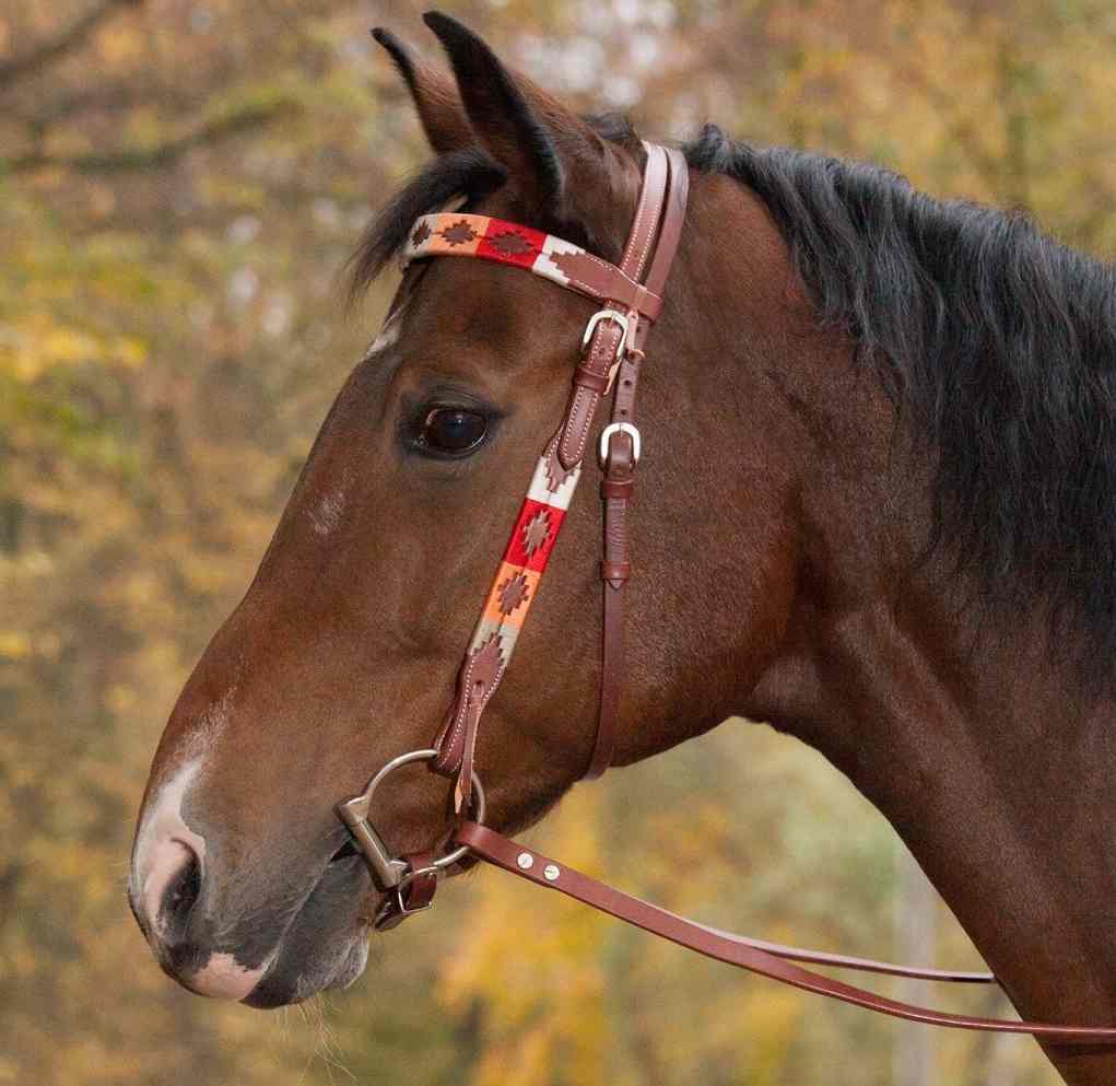 Morso e filetto per cavalli le diverse imboccature e come funzionano Morso e filetto per cavalli le diverse imboccature e come funzionano