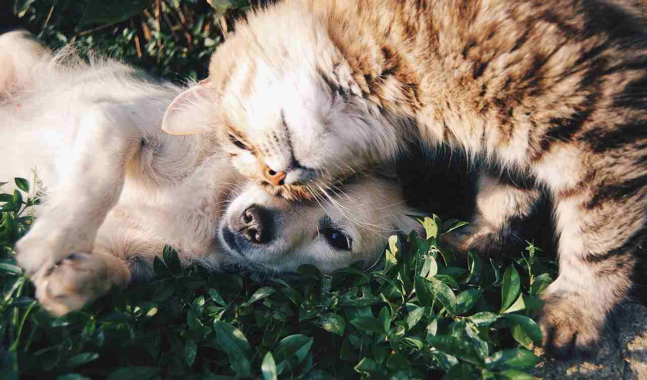 Cane adulto e gatto cucciolo