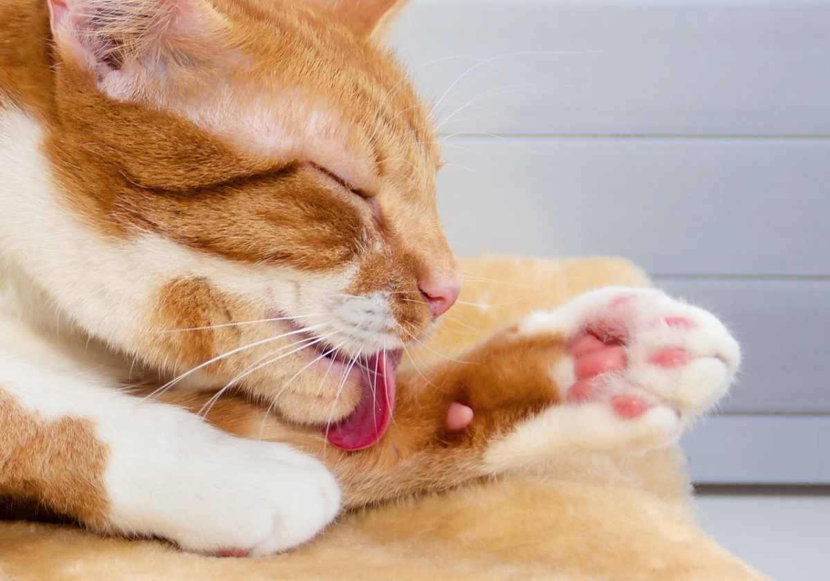gatto con la zampa gonfia (foto Pixabay)