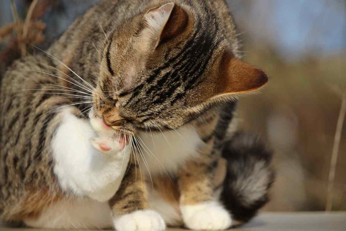 gatto con la zampa gonfia (foto Pixabay)