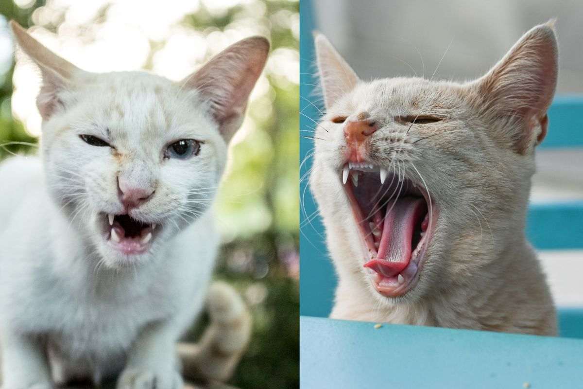 Mal di gola nel gatto: cause, sintomi, rimedi e consigli