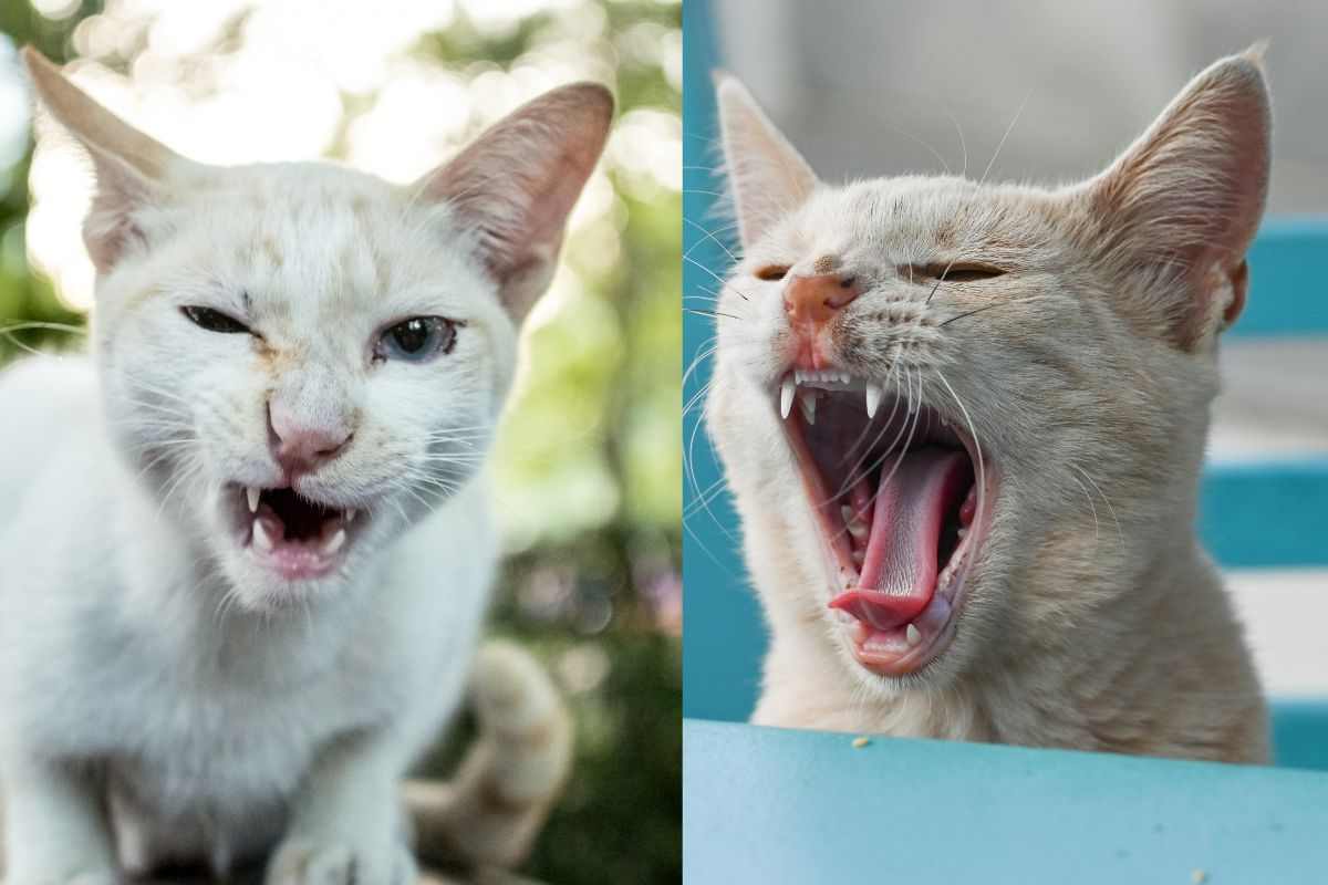 Gatto con mal di gola