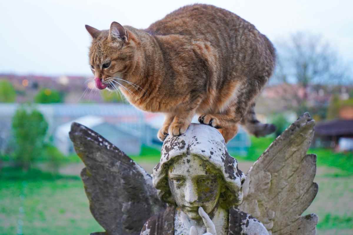 gatto iperattivo: cause e rimedi per calmarlo (foto Pixabay)