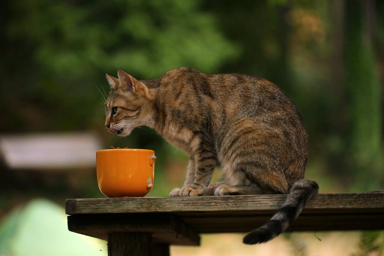 gatto rovescia ciotola cibo