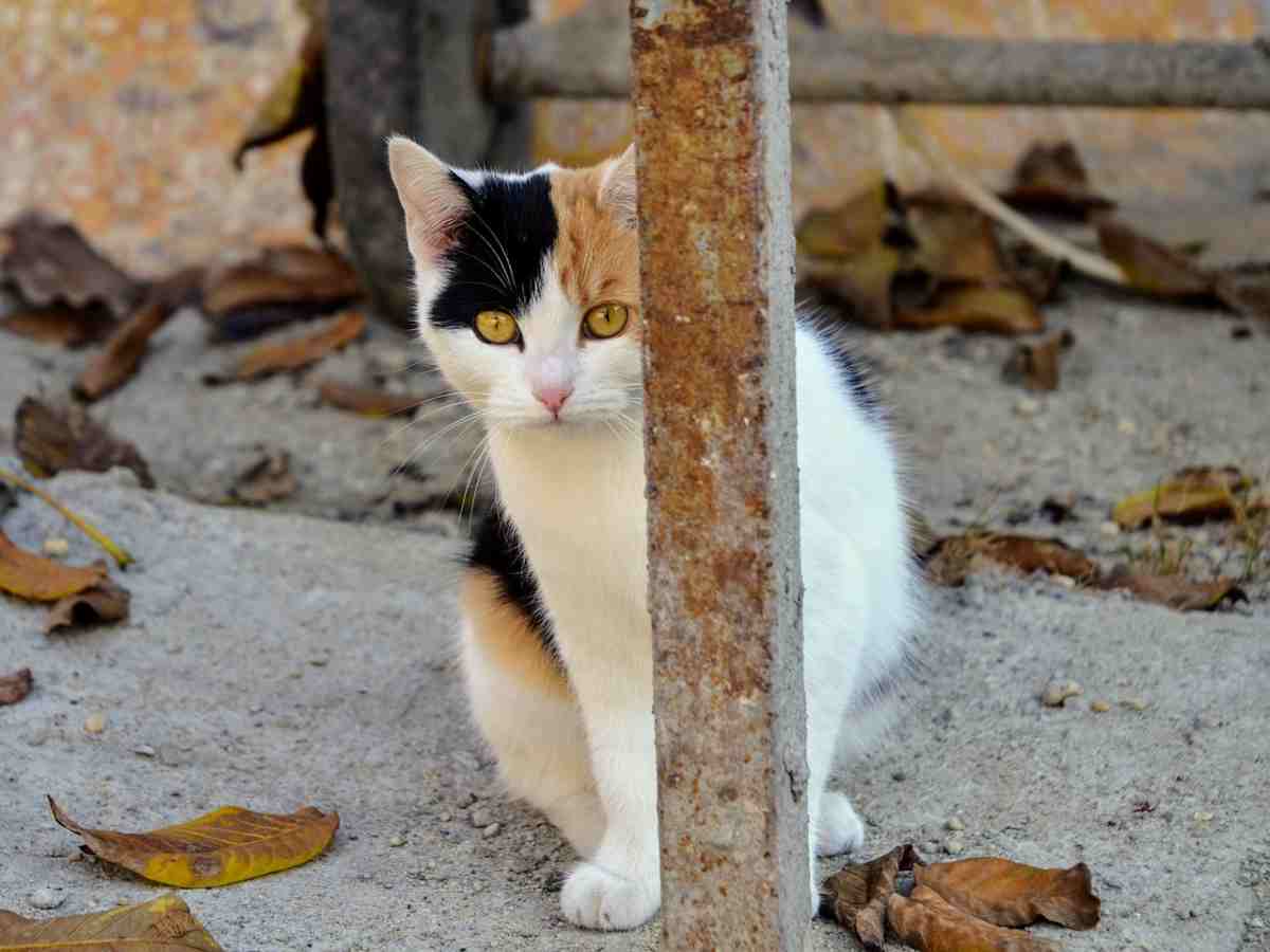 Come aiutare un gatto timido (foto Pixabay)