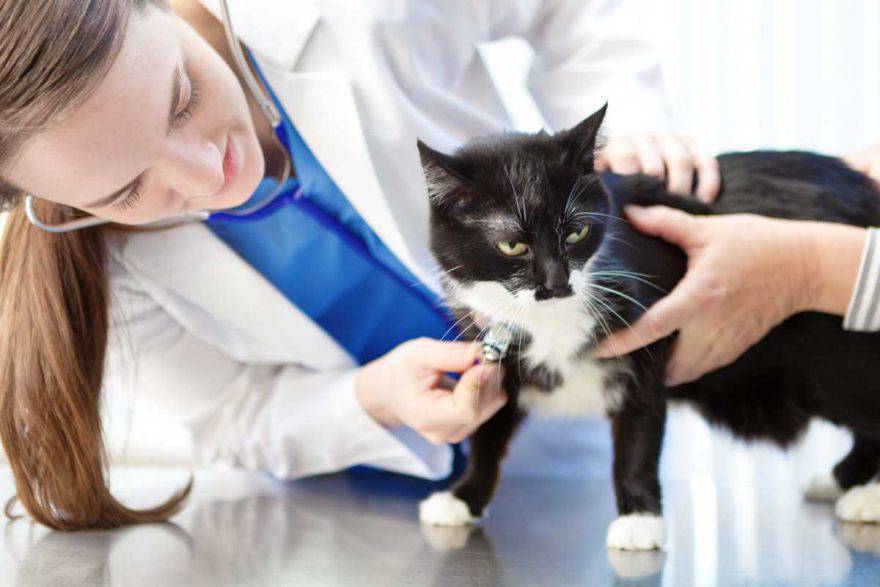 prima visita del gatto dal veterinario (foto iStock)