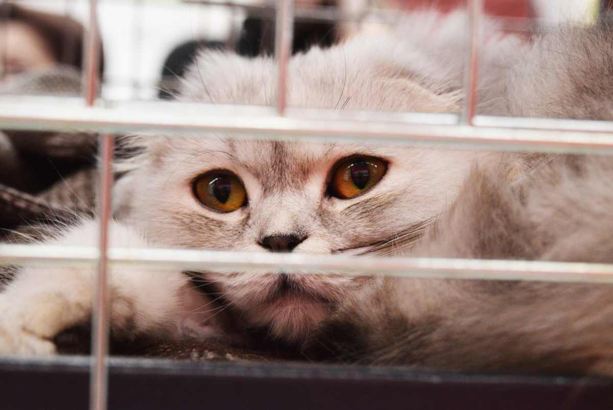 Prima visita del gatto dal veterinario (foto Pixabay)