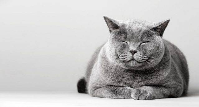 Quanto Può Vivere Un Cane Con Demenza Senile