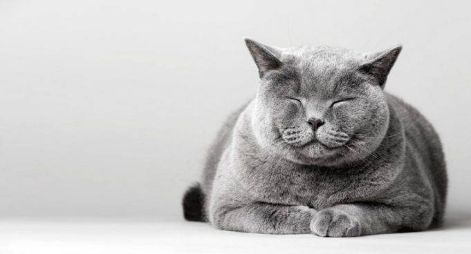 Quanto Può Vivere Un Cane Con Demenza Senile