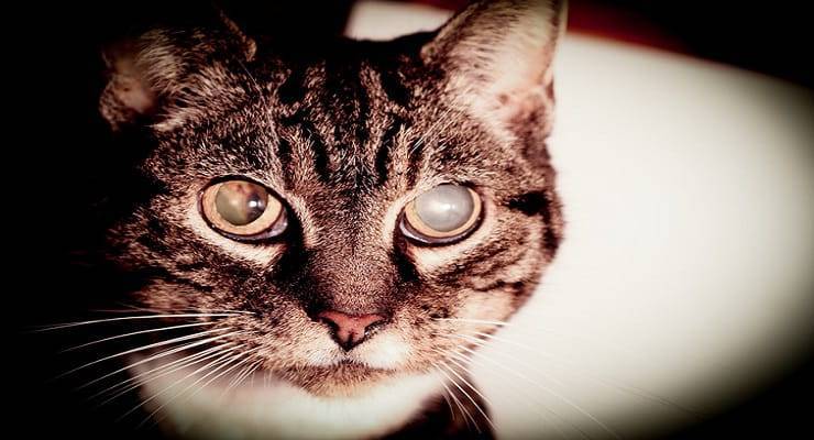 gatto glaucoma