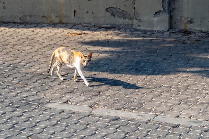 gatto dimagrito