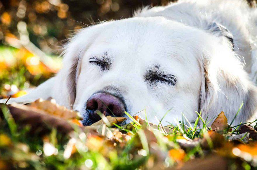 parassiti cane autunno