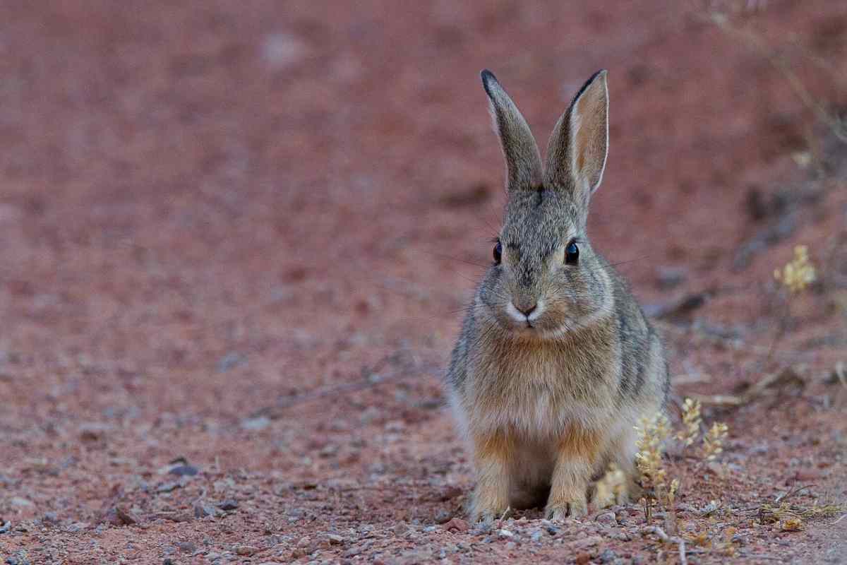 gravidanza immaginaria nel coniglio (foto Pixabay)