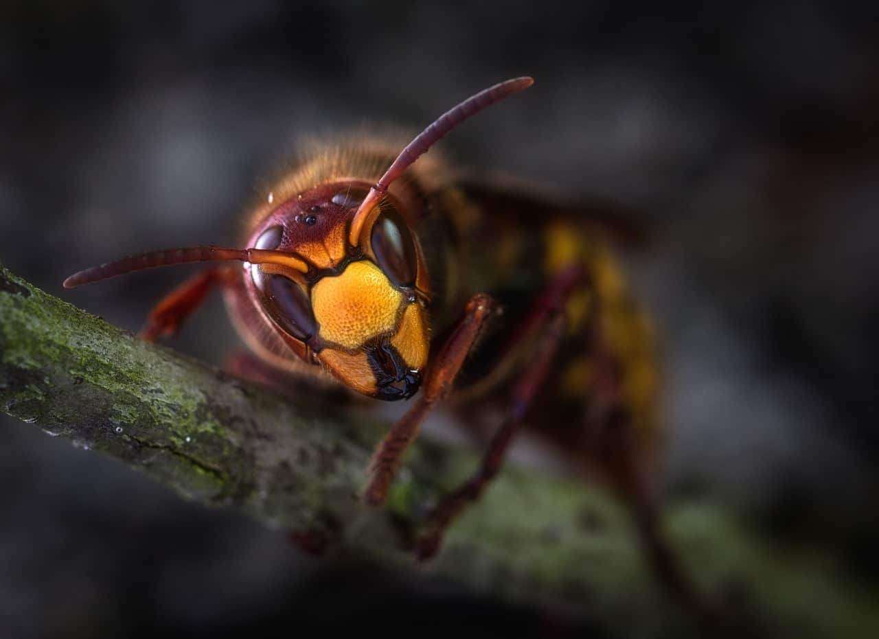 gli insetti e le allergie al veleno