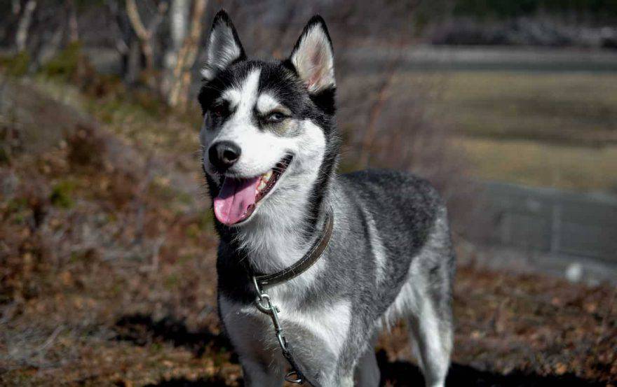 cane husky sorridente