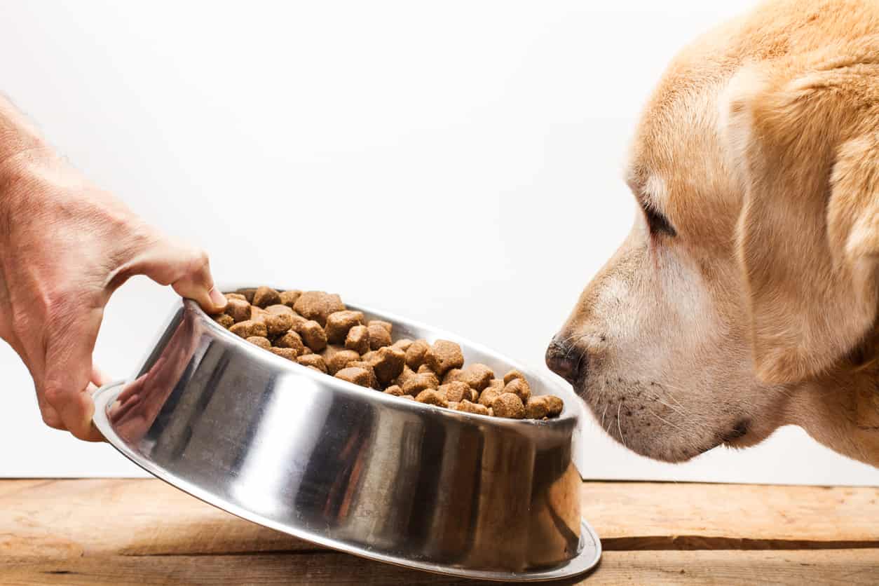 cane ingerisce cibo in fretta