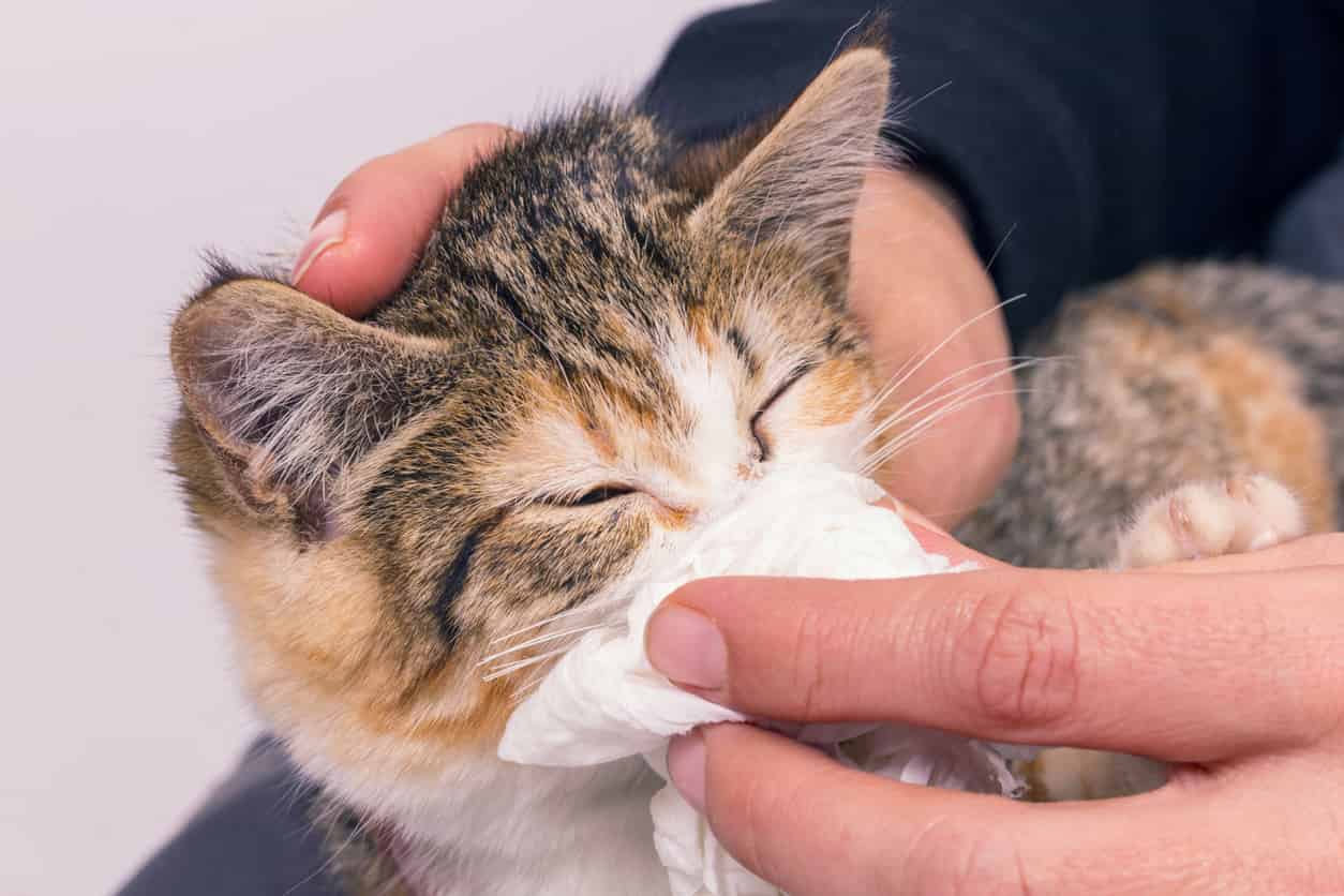 cura naturale raffreddore gatto