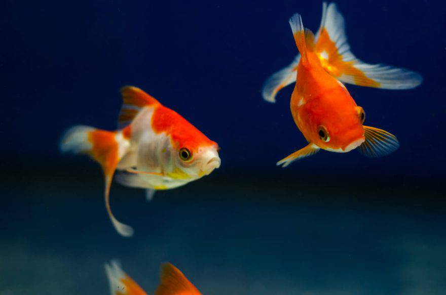 pesce rosso maschio o femmina