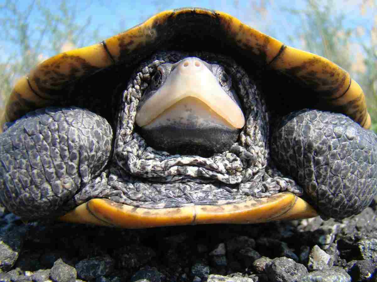 il letargo delle tartarughe d'acqua (foto Pixabay)