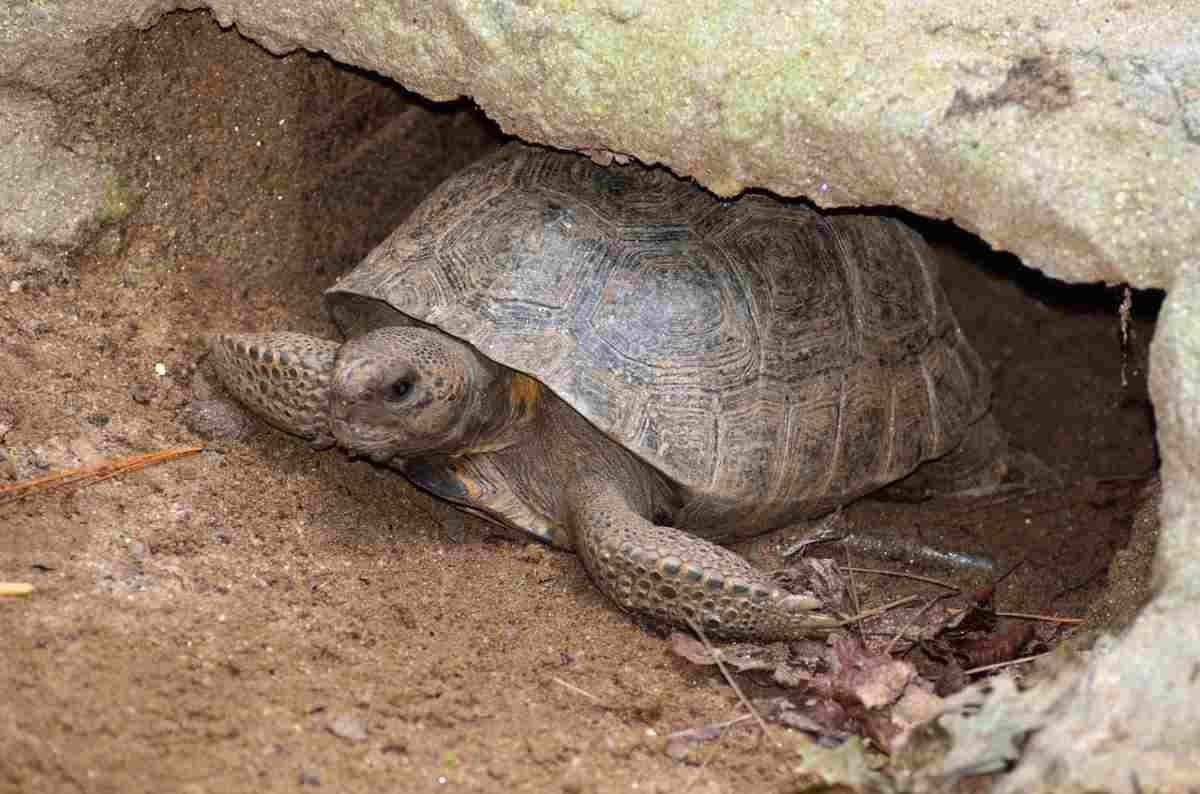 il letargo delle tartarughe di terra (foto Pixabay)