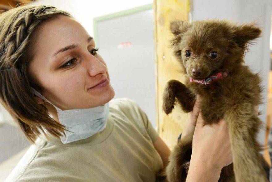 la prima visita del cucciolo dal veterinario (foto Pixabay) microchip cane