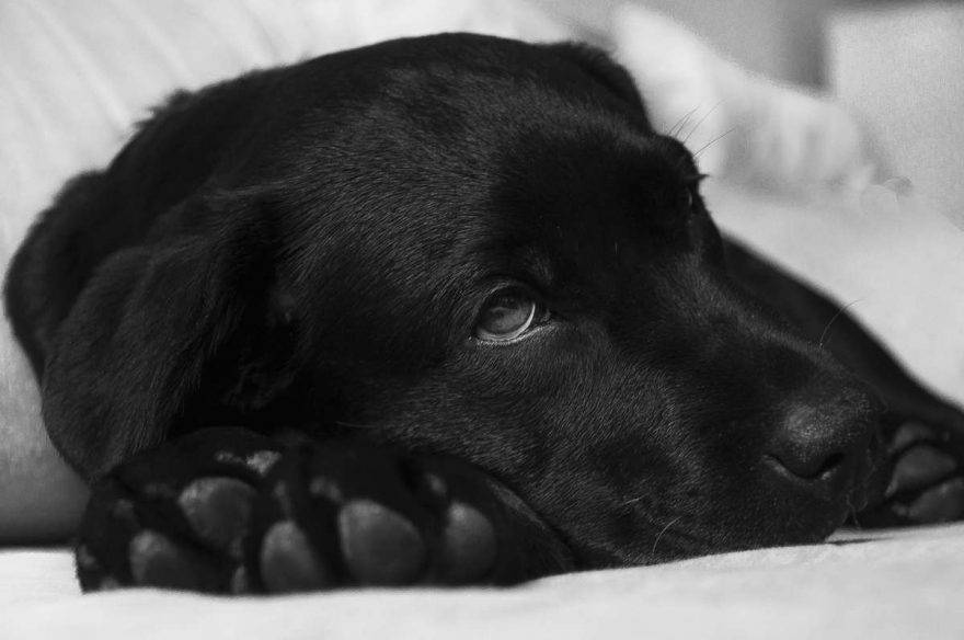Meningite nel cane: sintomi e pericolosità per l'uomo (foto Pixabay)