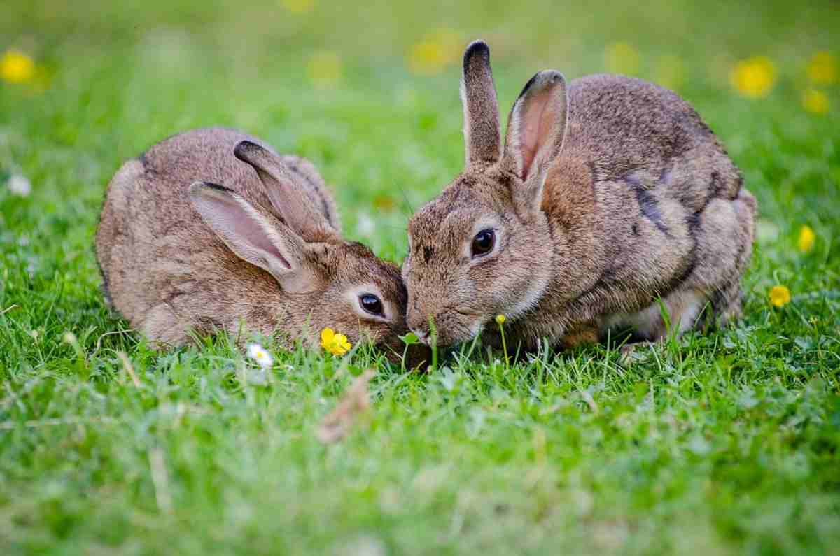 parassiti esterni nel coniglio (foto Pixabay)