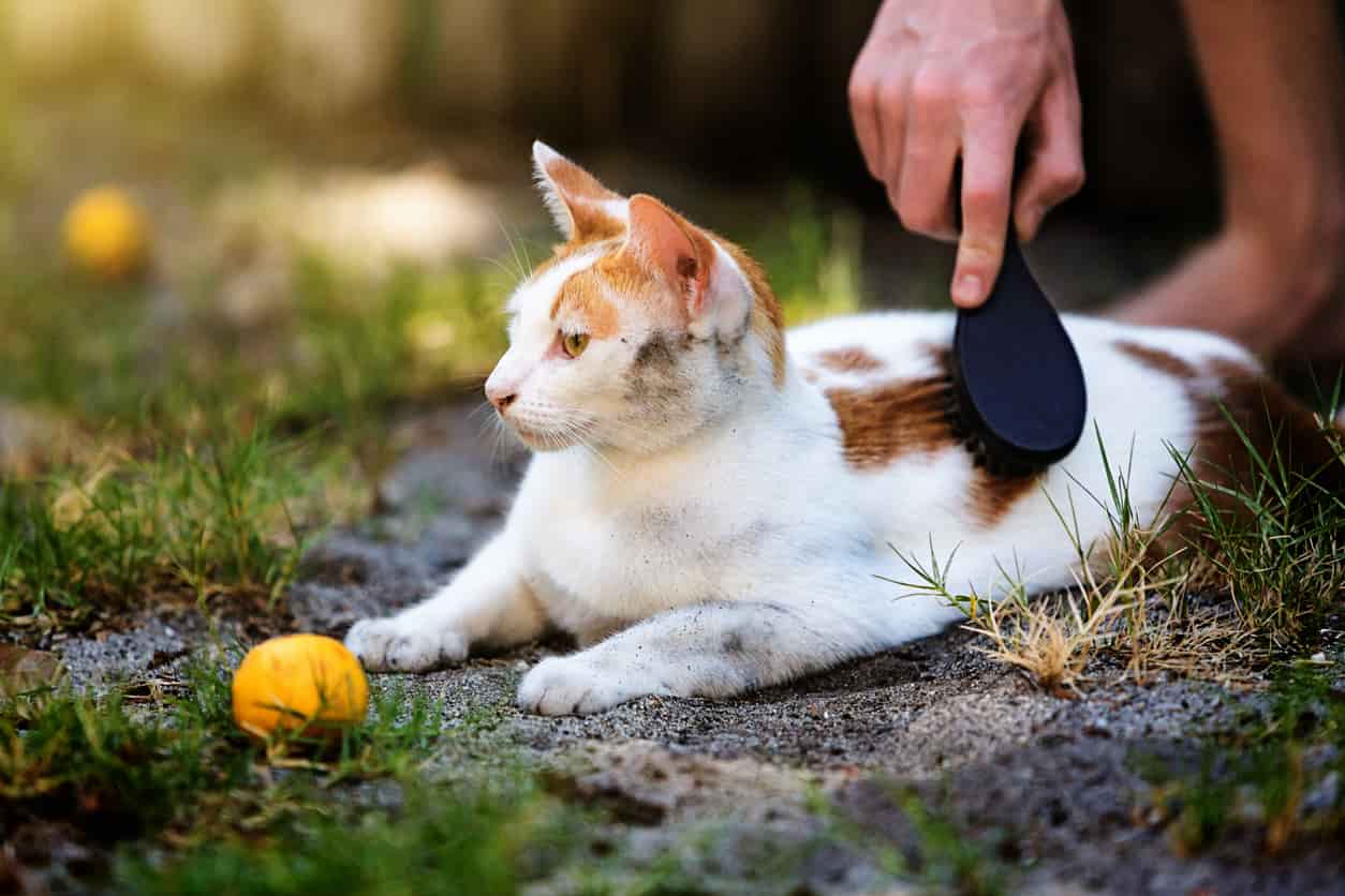 pelo unto gatto