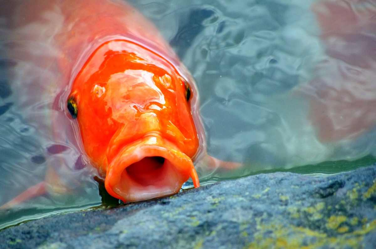 Come capire se il pesce rosso sta male: i comportamenti da non sottovalutare (foto Pixabay)