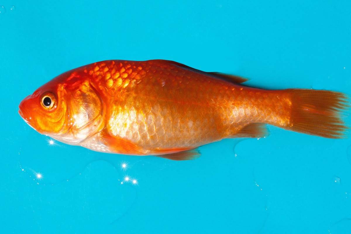 Il pesce rosso sta male: sintomi fisici per ogni parte del corpo (foto Pixabay)