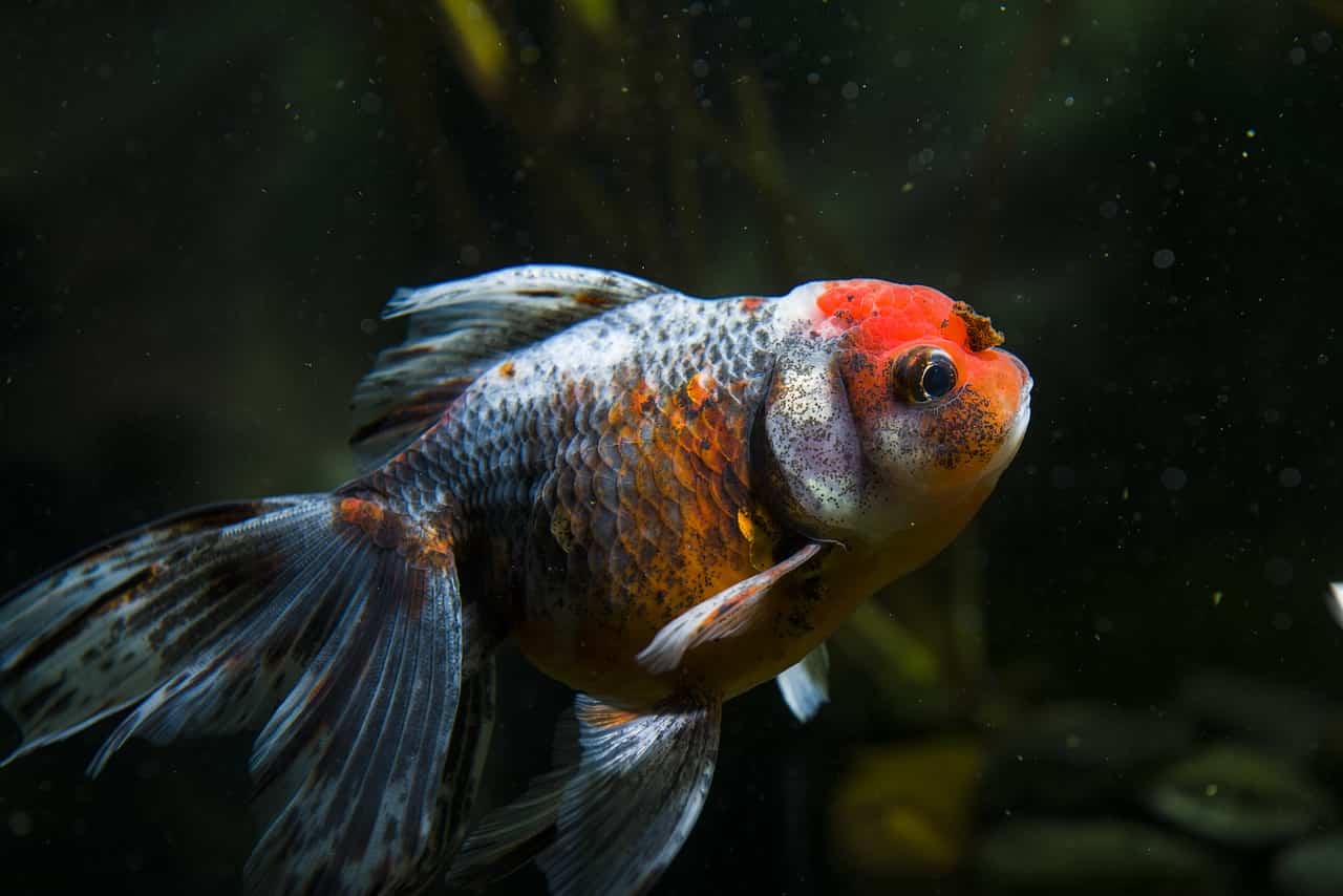 pesce rosso diventa nero