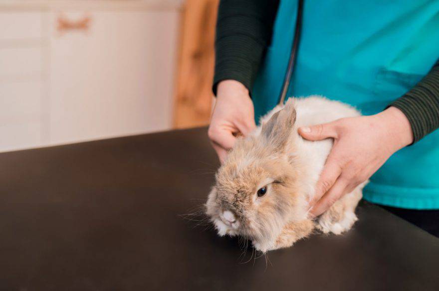 la prima visita del coniglio (foto iStock)