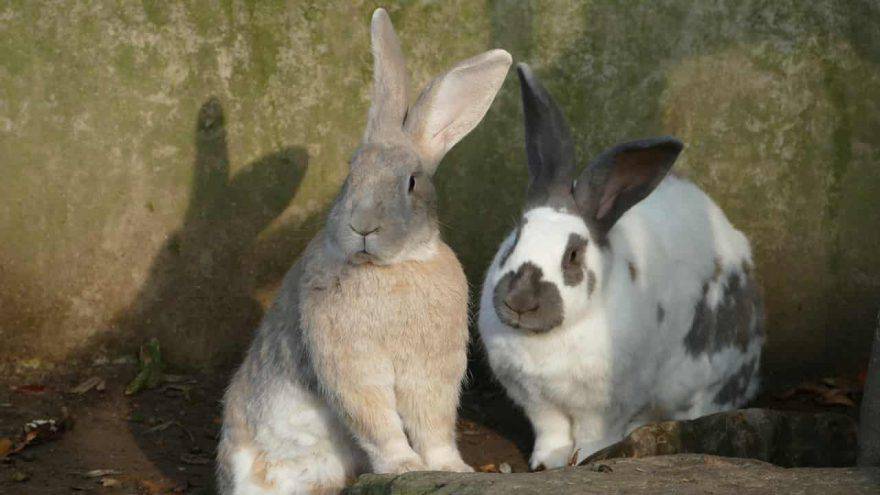coppia di conigli