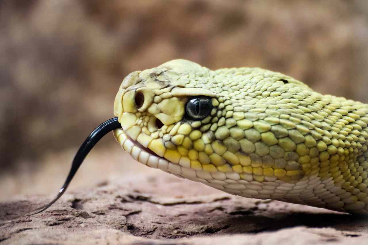 Serpente domestico