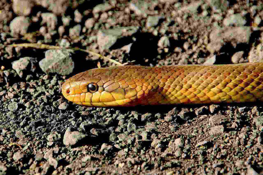 Serpente domestico