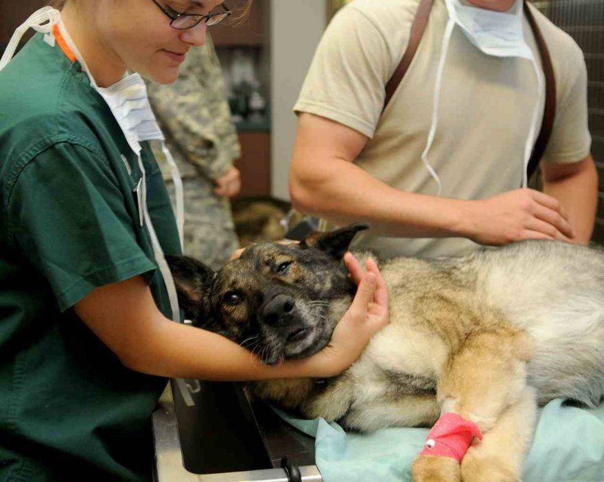 Ascesso nel cane