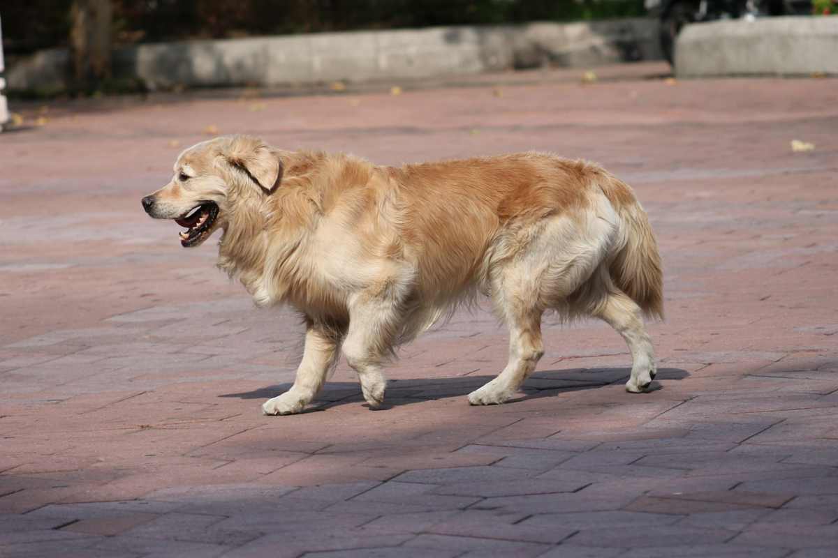 zampa gonfia del cane (foto Pixabay)