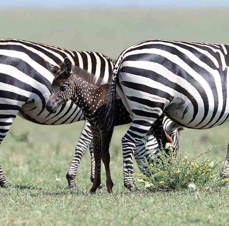 zebra a pois