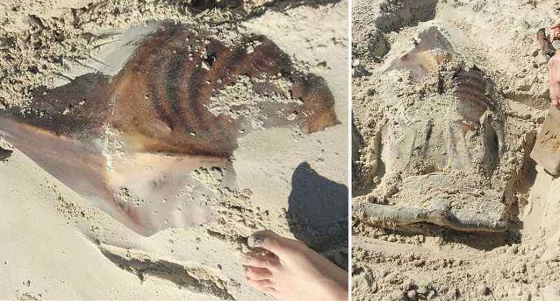 strano animale fossilizzato ritrovato su una spiaggia australiana foto
