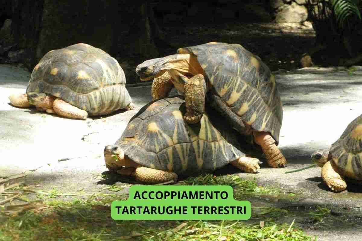 Due tartarughe terrestri nella fase dell'accoppiamento