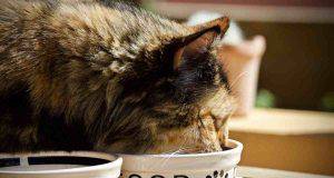 alimentazione gatto