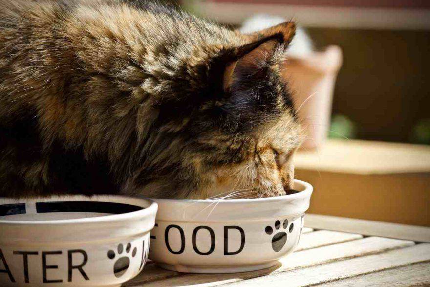 alimentazione gatto