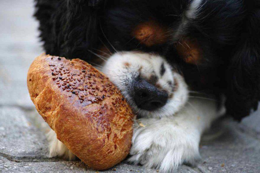 cane e cibo