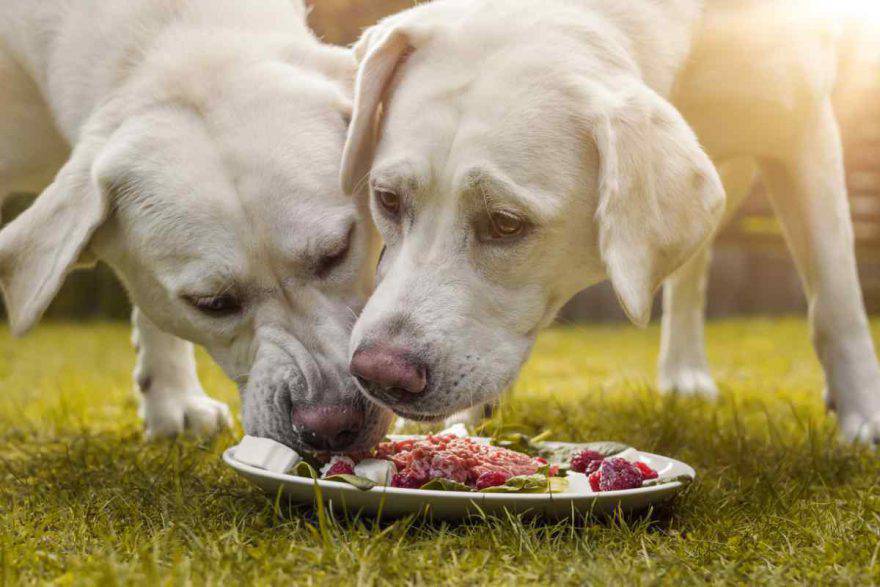 Dare da mangiare a più cani