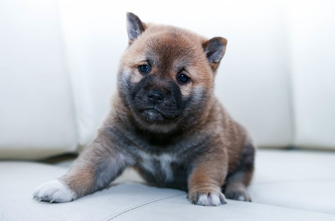 Domande frequenti su cucciolo cane